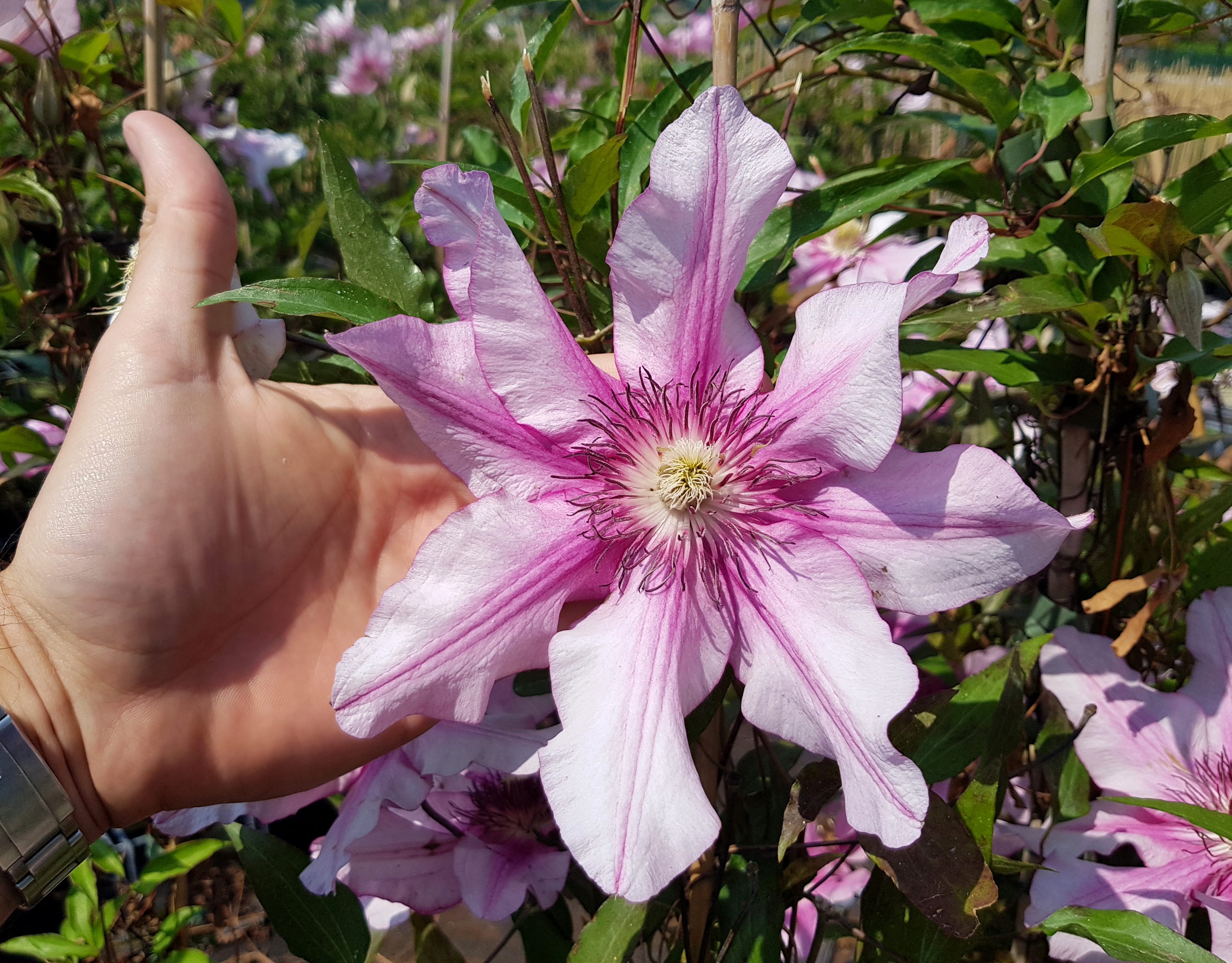 Concept Plants | Clematis Isabella ('Zo12220') PP31,349